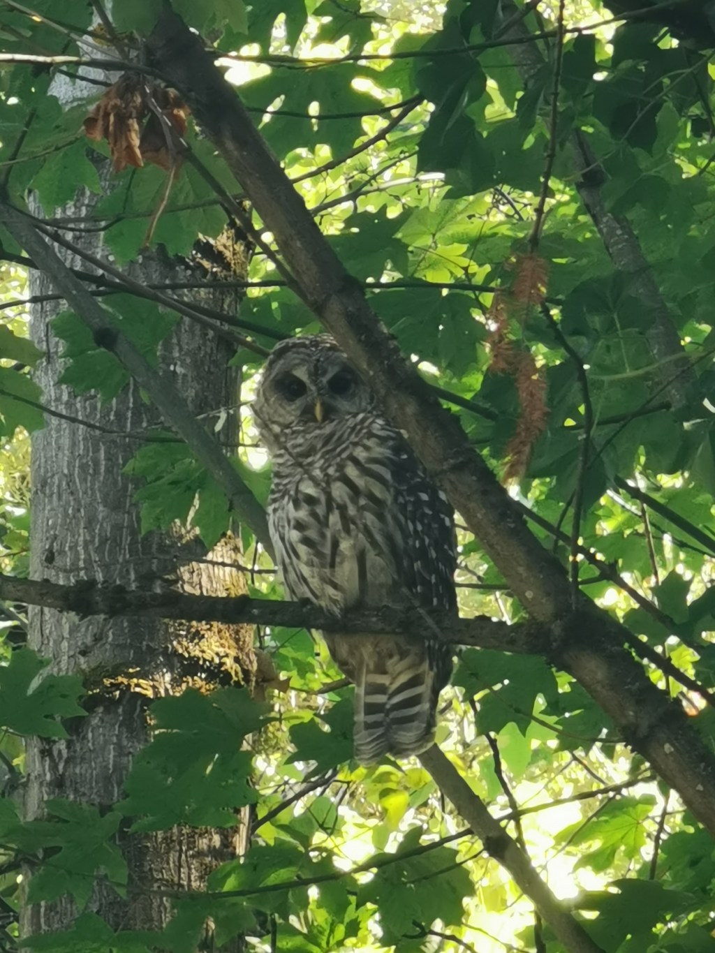 Got attacked by&nbsp;Owl!